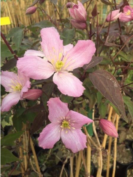 Clématite des montagnes 'Vera'