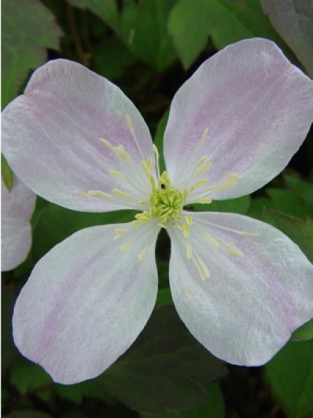 Clématite des montagnes 'Wee Willie Winkie'