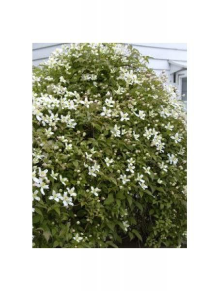 Clématite des montagnes 'Wilsonii'