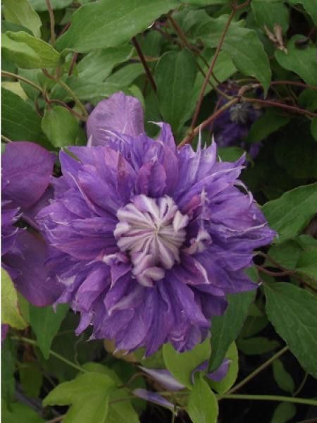 Clématite 'Diamantina™'