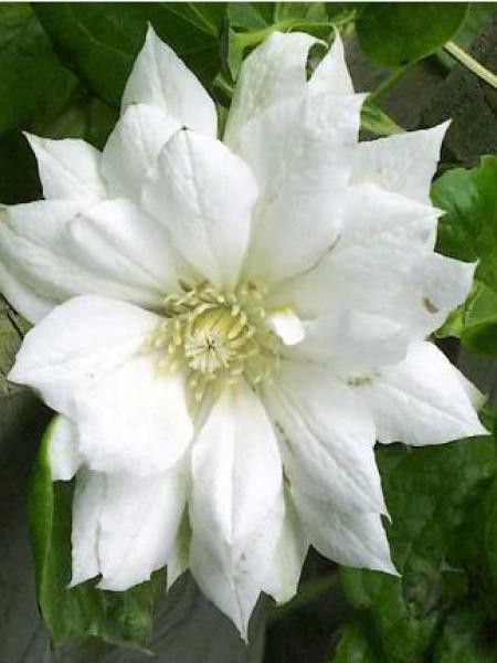 Clématite 'Duchess of Edinburg'