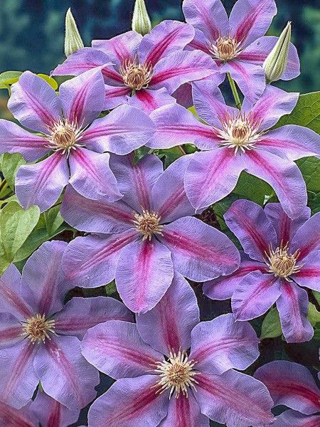 Clématite 'Etoile De Malicorne'