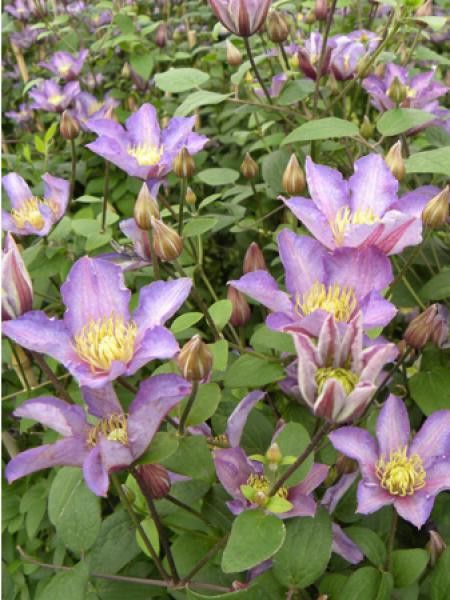 Clématite 'Exciting®'