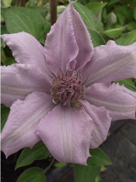 Clématite 'Filigree™'