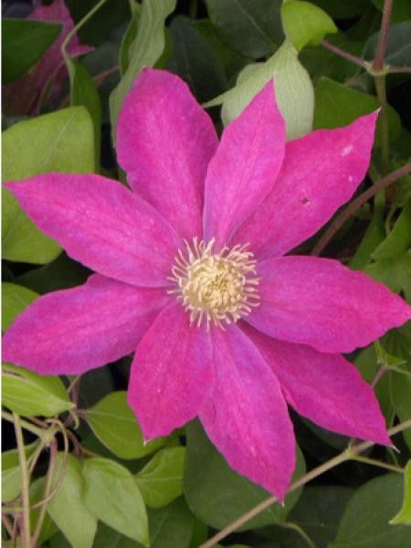 Clématite 'Fireflame'