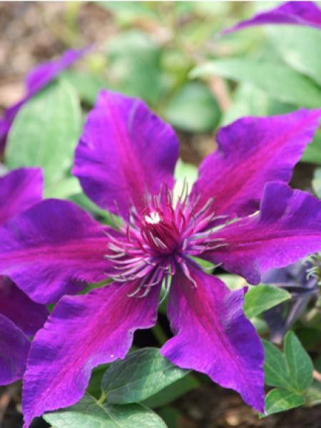 Clématite 'Fleuri™'