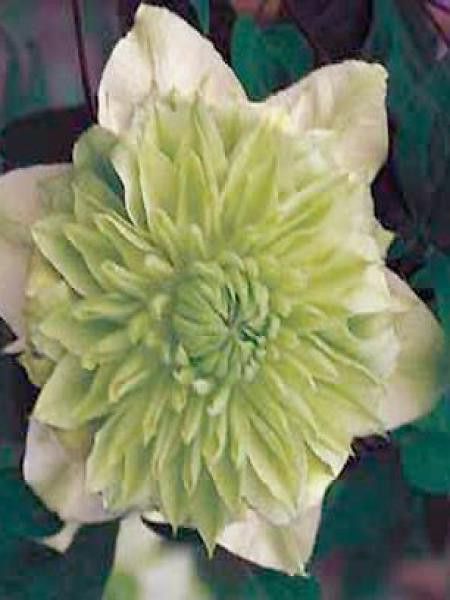 Clématite florida 'Alba Plena'