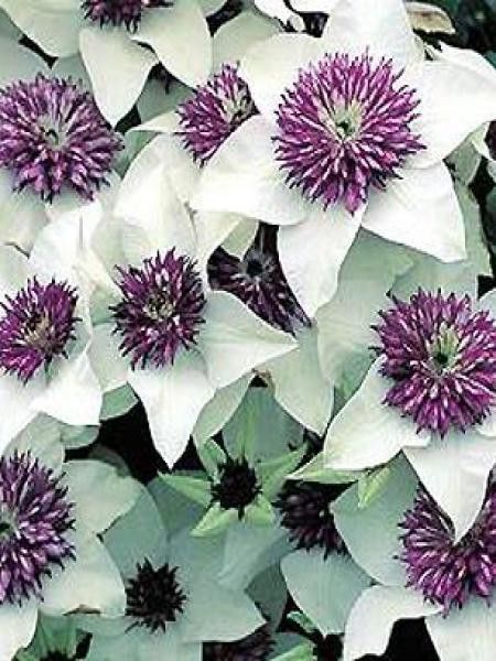 Clématite florida 'Sieboldii'