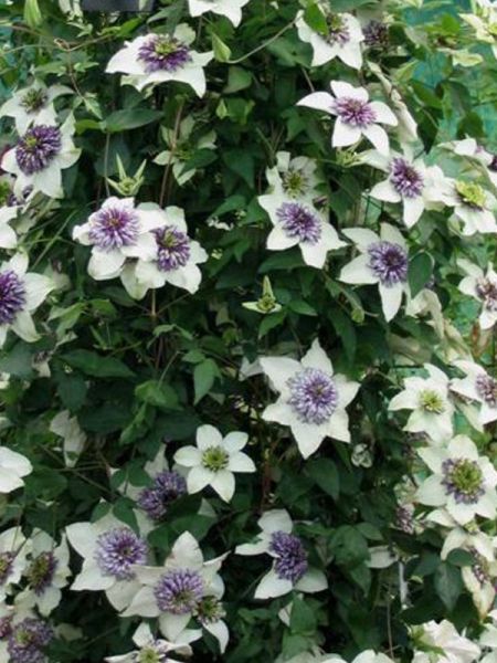 Clématite florida 'Sieboldii Alba'