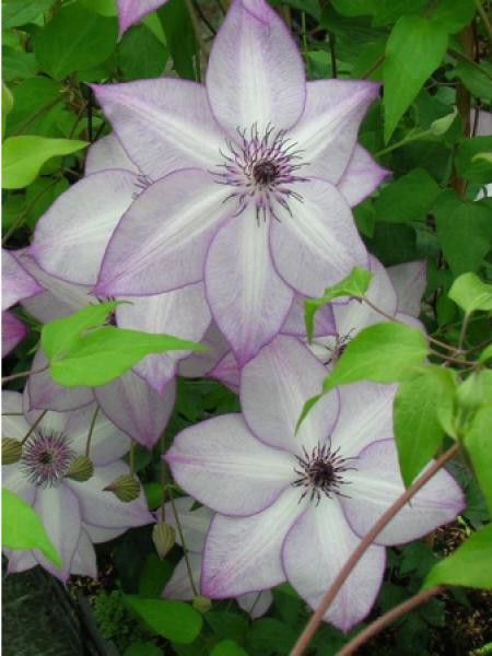 Clématite florida 'Utopia'