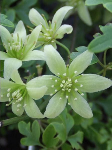 Clématite 'Fragrant Oberon®'