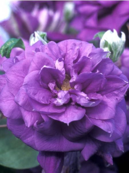 Clématite 'Franziska Marie™'