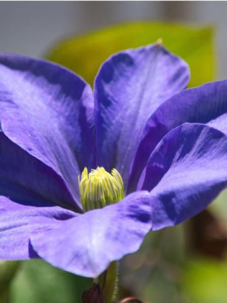 Clématite 'Fuji Musume'
