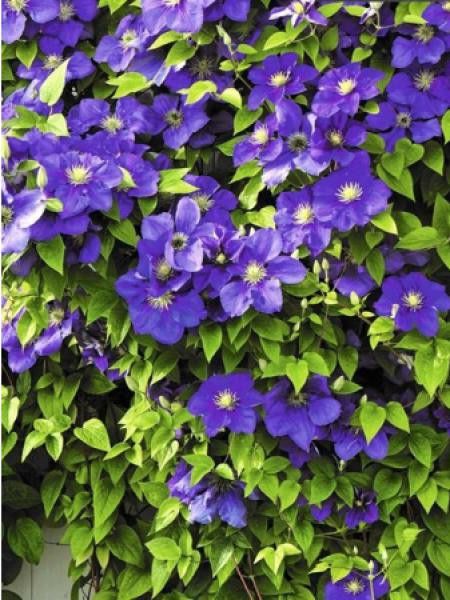 Clématite 'General Sikorsky'