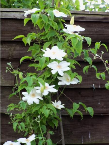 Clématite 'Georges Jackmann'