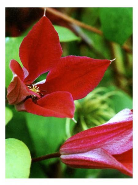 Clématite 'Gravety beauty'