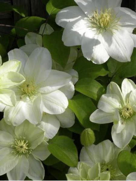 Clématite 'Guernsey Cream'