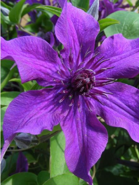 Clématite 'Guiding Promise™'