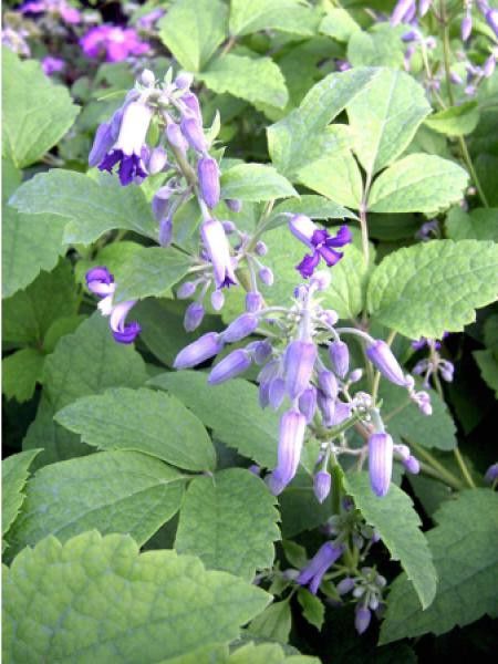 Clématite heracleifolia 