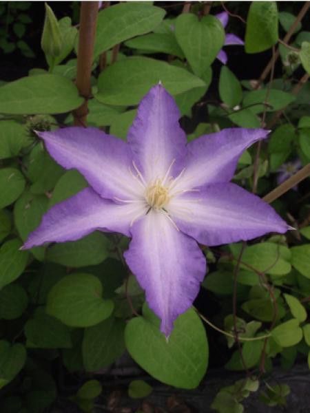 Clématite 'Ice Crystal®'