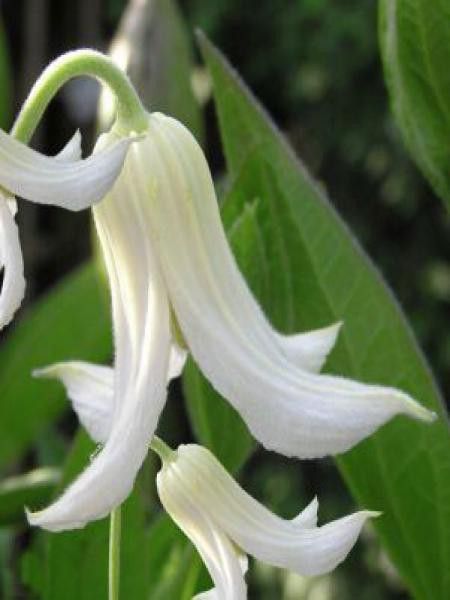 Clématite integrifolia 'Alba'