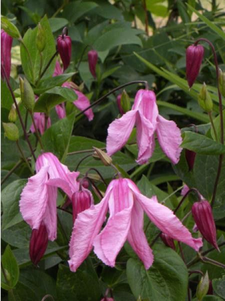 Clématite integrifolia 'Alionushka'
