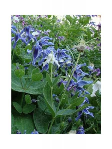 Clématite  integrifolia 'Blue Boy'