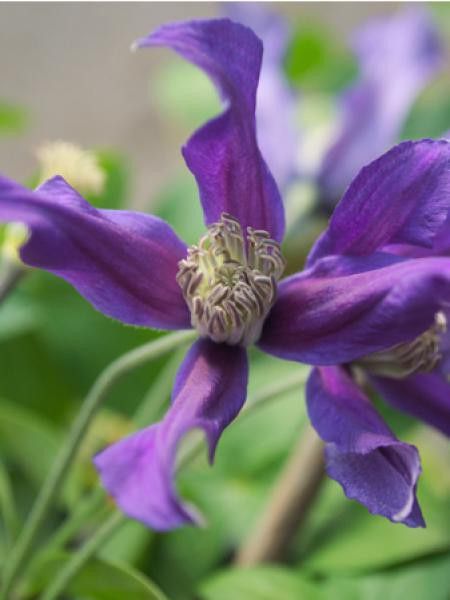 Clématite integrifolia Blue Ocean® 'Zo09045'