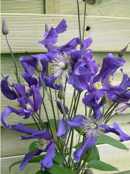 Clématite integrifolia Blue Pirouette® 'Zobluepi'