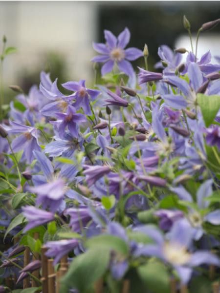 Clématite integrifolia Blue River® 'Zoblueriver'