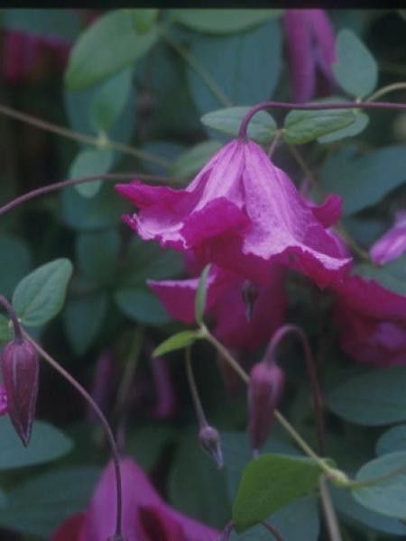 Clématite integrifolia Confetti™ 'Evipro036'