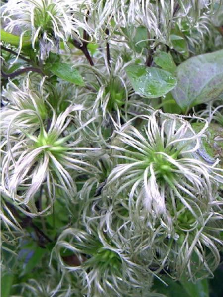 Clématite integrifolia 'Fascination® '