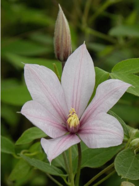 Clématite integrifolia 'Forever®'