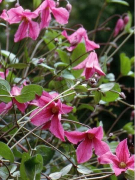 Clématite integrifolia 'Heather Herschell'