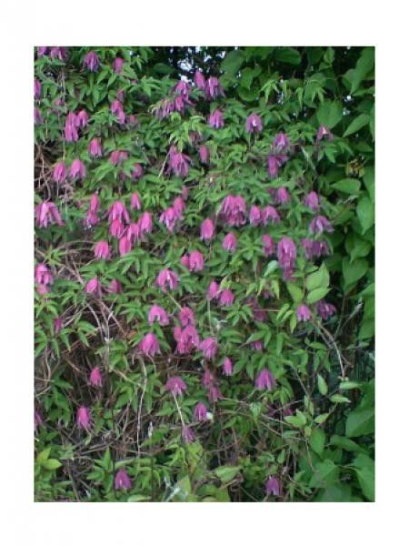 Clématite integrifolia 'Inspiration 'zoin''