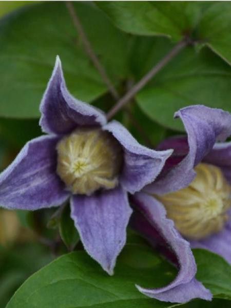 Clématite integrifolia Jan Fopma® 'jozafo'