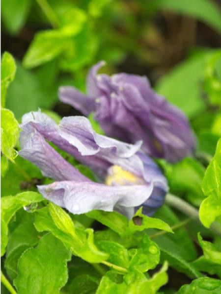 Clématite integrifolia 'Little Artist'