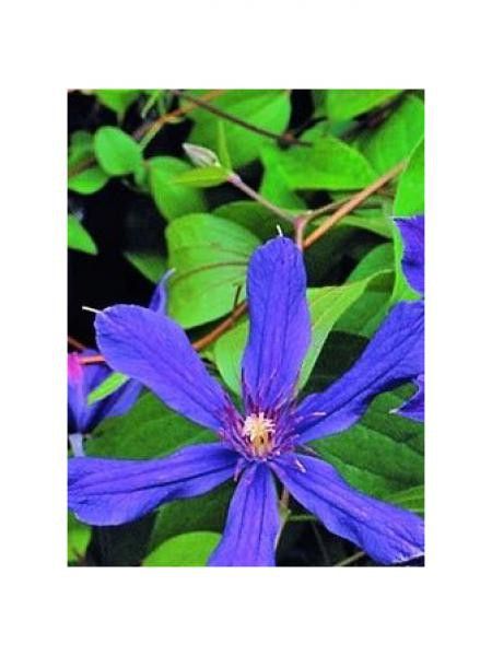 Clématite integrifolia 'Miranda'