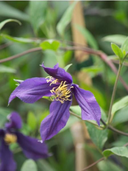 Clématite integrifolia Mississippi River® 'zomisri'