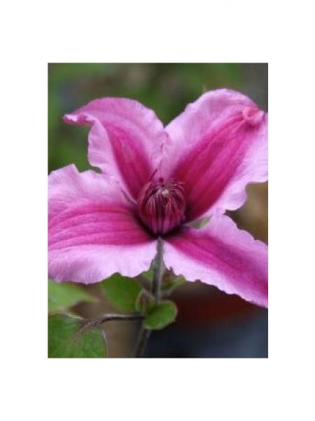 Clématite integrifolia 'Saphyra® duo rose 'cleminov29''