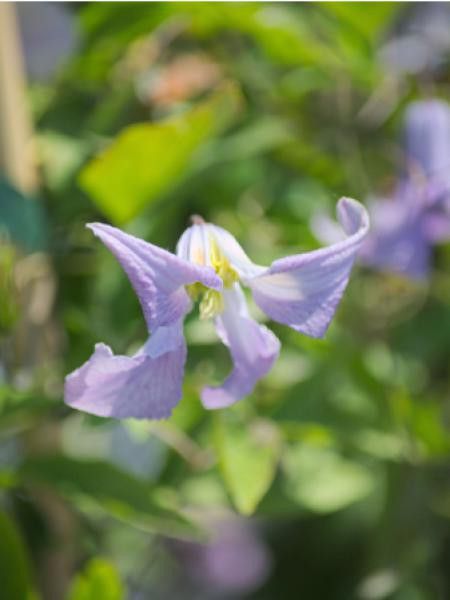 Clématite italienne 'Betty Corming'