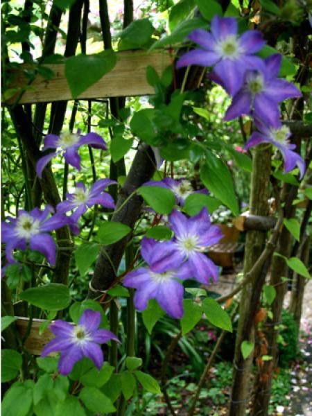 Clématite italienne Bonanza™ 'evipo031'