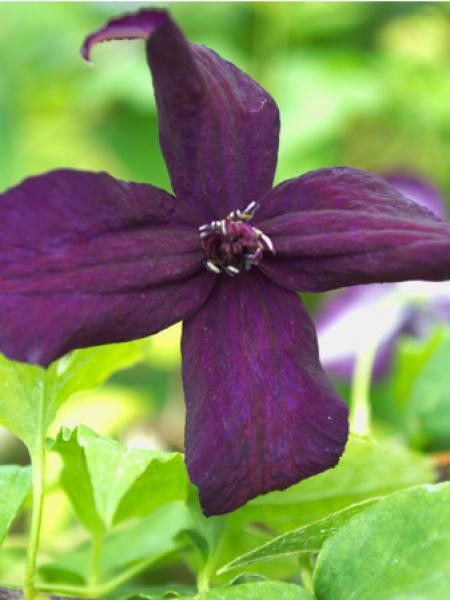Clématite italienne 'Dark Eyes'