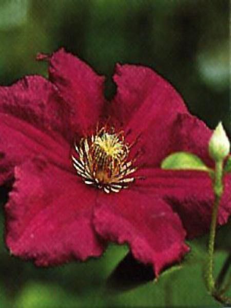 Clématite italienne 'Ernest Markham'