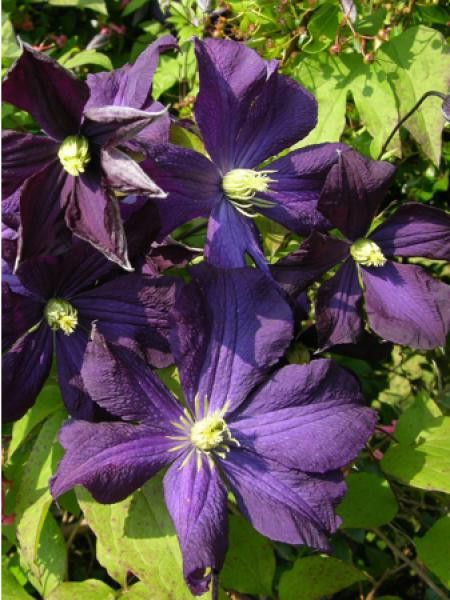 Clématite italienne Galore™ 'evipo032'