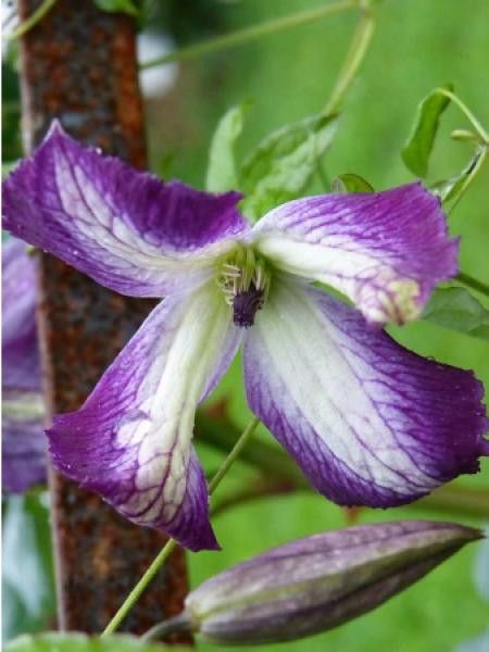 Clématite italienne I Am® Lady J 'zoiamlj'