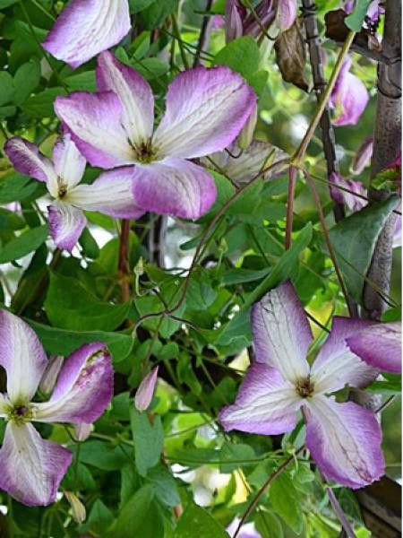 Clématite italienne I Am® Lady Q 'zoiamlq'