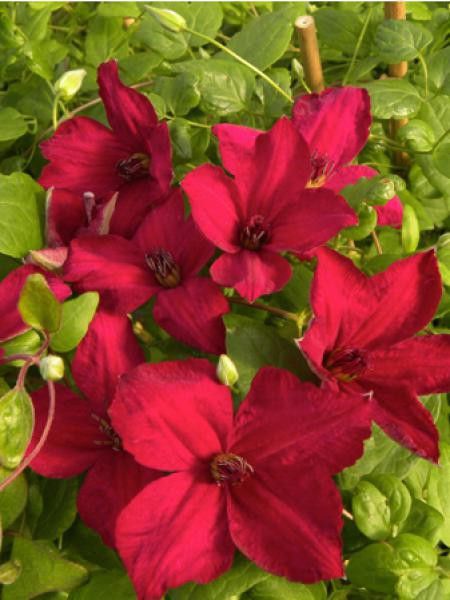 Clématite italienne John Howells® 'zojohnhowells'