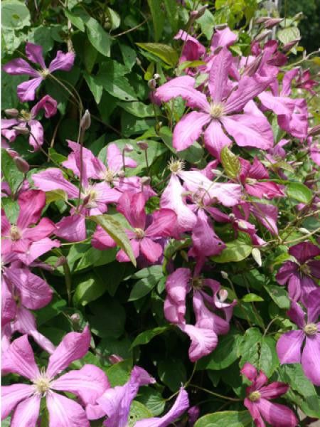Clématite italienne 'Margo Koster'