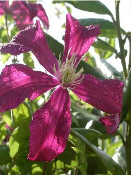 Clématite italienne 'Mme Julia Correvon'